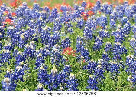 Blue Bonnet and Indian Paintbrush are at full boom in Brenham, TX
** Note: Shallow depth of field