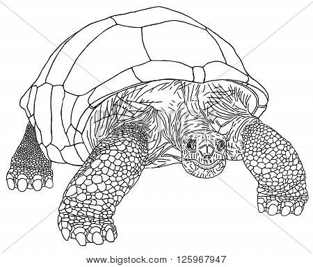 Aldabra giant tortoise is one of the largest tortoises in the world