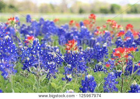 Blue Bonnet and Indian Paintbrush are at full boom in Brenham, TX
** Note: Soft Focus at 100%, best at smaller sizes