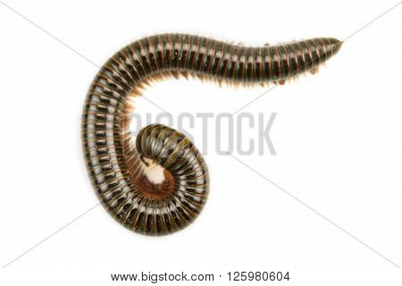 animal millipede isolated on white background and empty area for text, Nature concept.