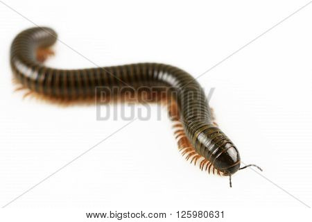 animal millipede isolated on white background and empty area for text, Nature concept.