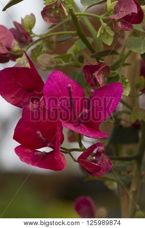 bouganvillea in the garden in spring season