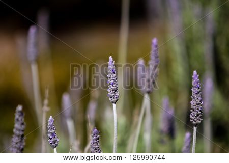 Lavender (lavandula Dentata)