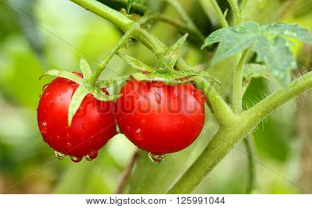 Beautiful ripe cherry on a branch with leaves