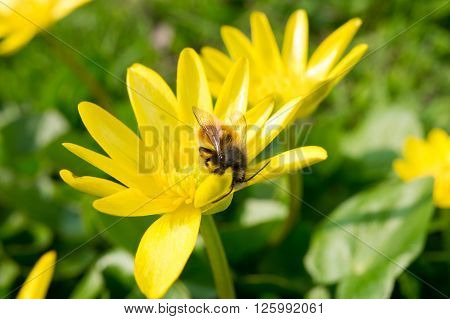 Ficaria verna lutik spring background close up.