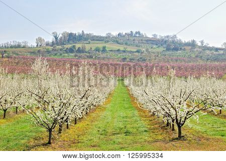 lsndscape of fruit trees lined up in spring