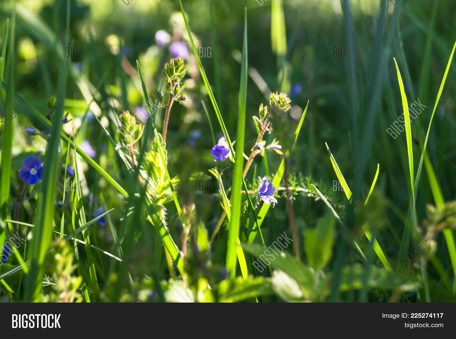 Image Preview