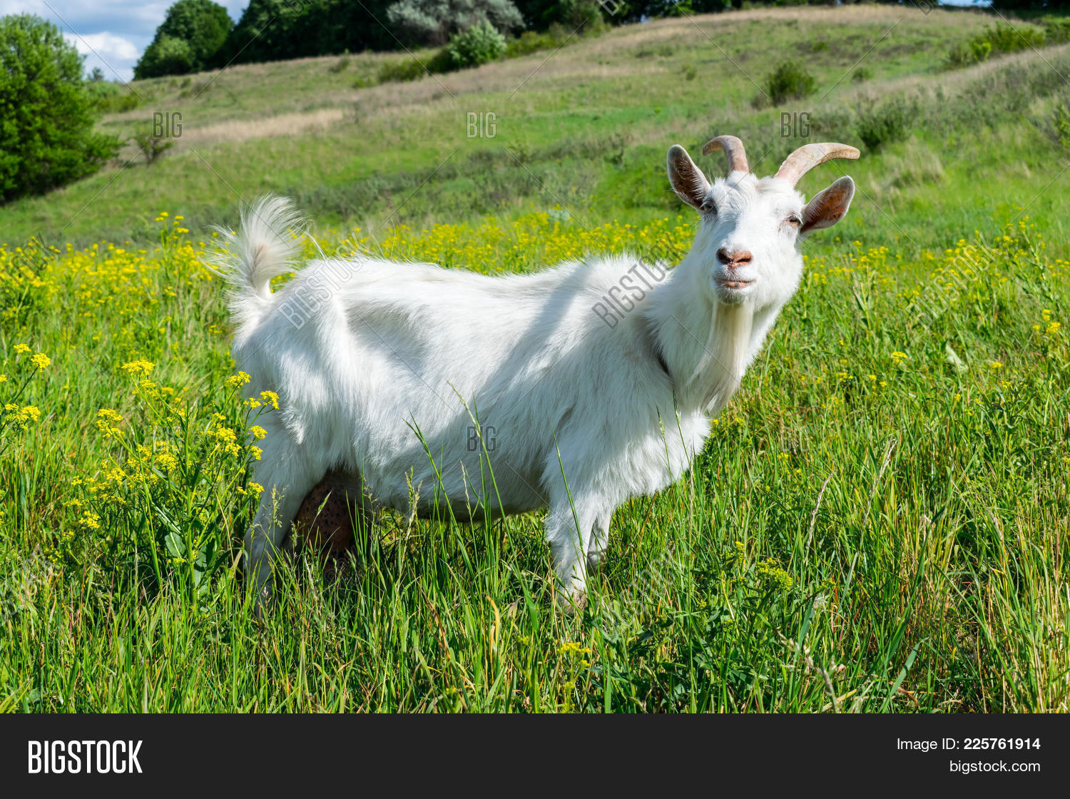Funny Goat On Pasure Image Photo Free Trial Bigstock