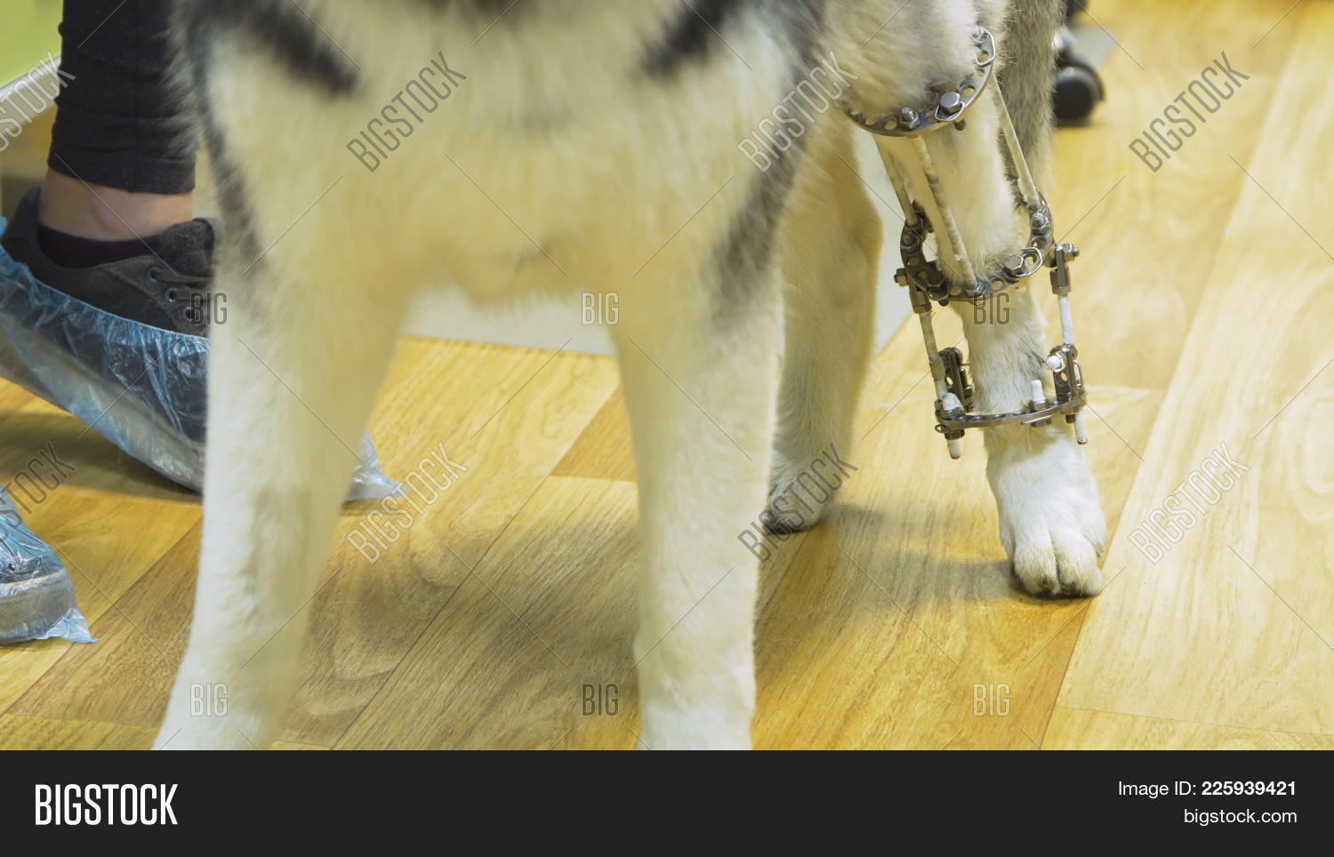 Dog Broken Paw Image & Photo (Free Trial) Bigstock