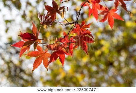 Red maple leaves in Golden autumn on a Sunny day