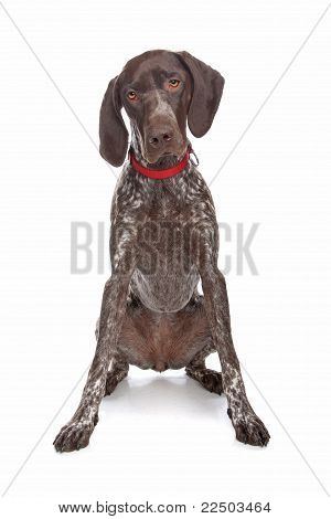 German Shorthaired Pointer