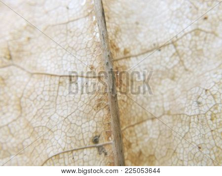 Dry leaf background macro photography bloom effect