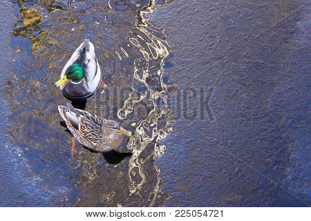 Duck on the light blue iced river.