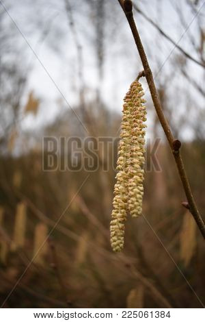 Closeup of catkins growing in woodland, taken with a shallow depth of field.
