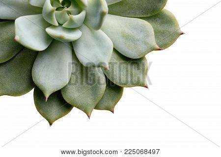 The succulent plant 