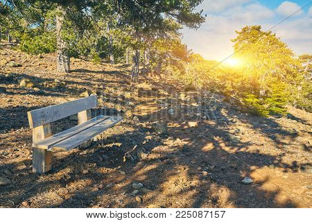wooden bench inside a forest, no people around