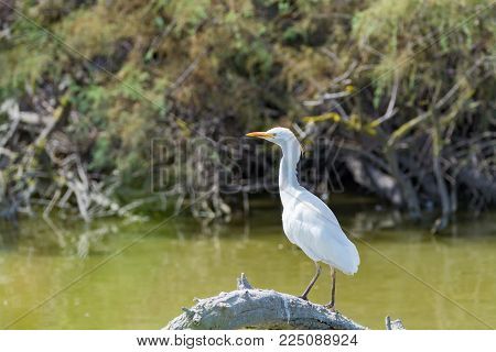 Wild Birds Little Egret In National Park, Provence, France