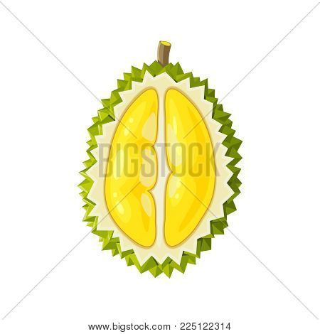 Summer tropical fruits for healthy lifestyle. Durian, half of fruit. Vector illustration cartoon flat icon isolated on white.