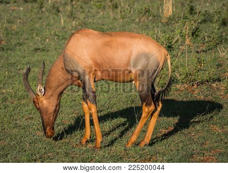Common Tsessebe On A Grass Field In Masai Mara