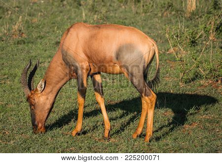 Common Tsessebe On A Grass Field In Masai Mara