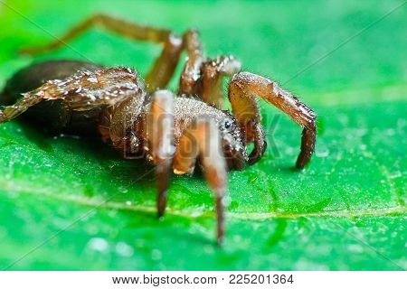 Dark brown spider macro photo on green leave