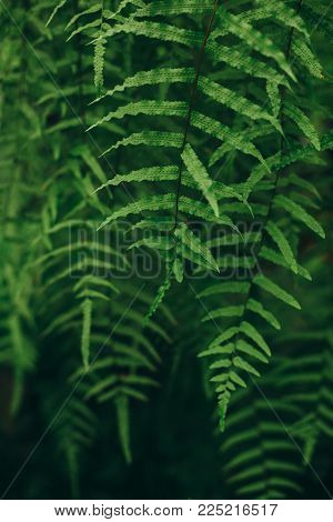 Couple of leaves of green hanging tropical fern