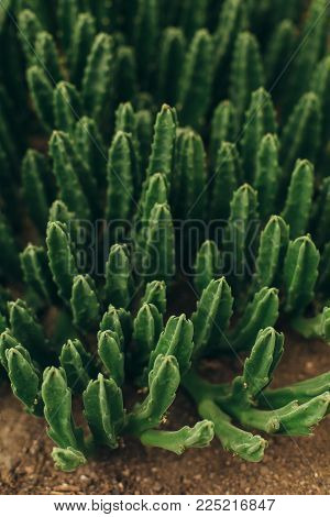 Green succulent plants growing on the stone ground