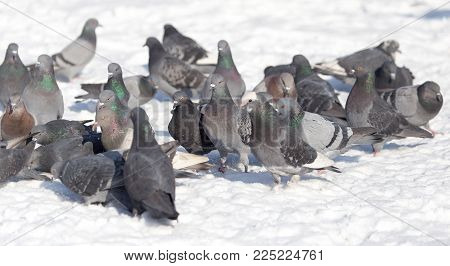 flock of pigeons on snow outdoors . In the park in nature