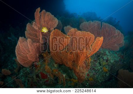 Big Gorgonian. Batee Tokong . Pulau Weh , Indonesia, Banda Aceh