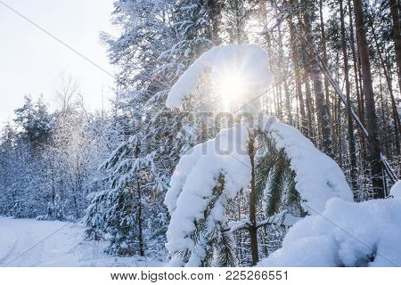 Landscape with the omage of a winter forest