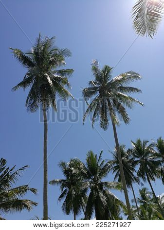 Tropical coconut treees