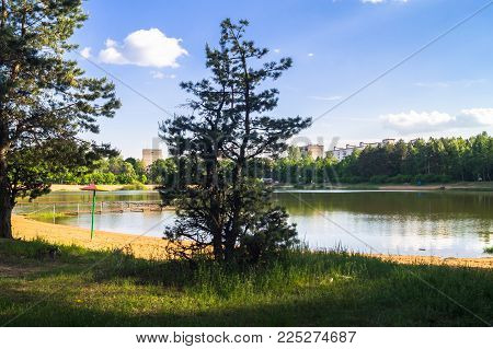 Young Pines Along The Natural Forest Lake With Artifical Sandy Beach, Been Adjusted For Free Public 