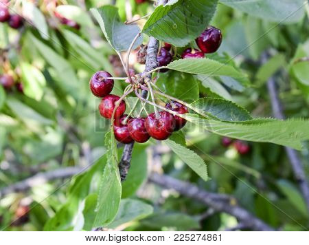 Berries Of Sweet Cherries On The Branches Of A Tree. Ripe Sweet Cherry