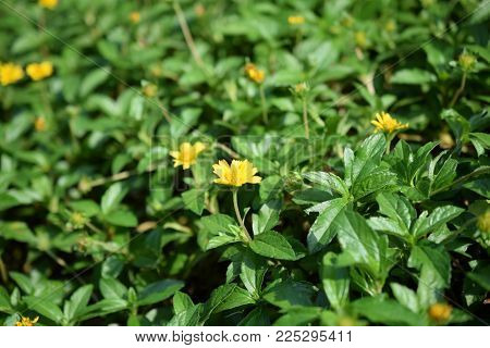 Green Leaf With Daisy Floers Vidid Patter Nature Background