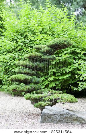 Japanese Garden, exotic plants, spring, Wroclaw, Poland. The Japanese Garden was founded in 1909-1913,  located within Szczytnicki Park