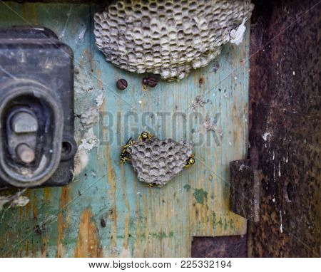 Nest of wasps in the old electrical switchboard. Wasp polist