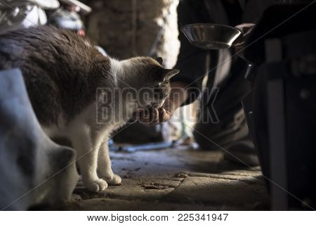 Man Feeding A Cat On A Wooden Floor