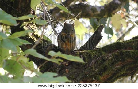 Orange-bellied Himalayan squirrel (Dremomys lokriah), Dhunche, Langtang, Nepal
