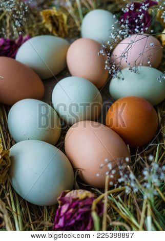 Fresh rustic white-blue and brown chicken eggs of Araucan chickens.