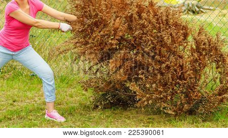 Woman Gardener Removing Withered Dried Thuja Tree From Her Backyard. Yard Work Around The House