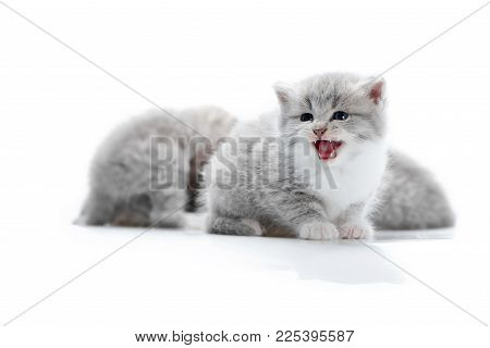 Small Funny Fluffy Grey Kitten Meowing While Posing For Photoshoot With Other Adorable Little Kittie