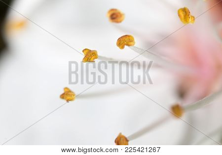 Yellow Pollen In A White Flower. Macro .