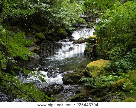 Running Stream Lush Forested Green Ferns Moss