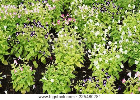 Beautiful Torenia Fournieri Flower In Nature Garden