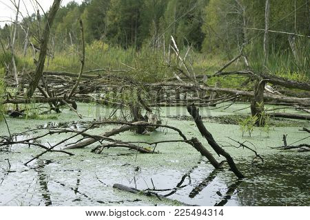 Landscape With Swamp In The Forest With Fir-trees
