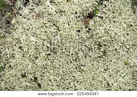 Reindeer Lichen Icelandic Moss Photographed In The Forest Strong Increase Background Blur