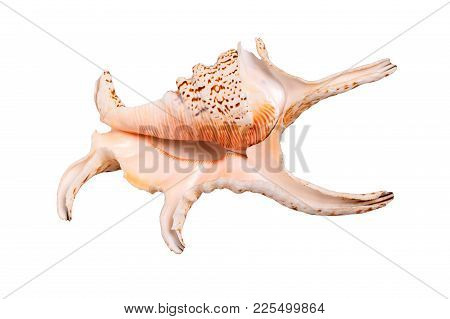 Scallops Shell See Pectinidae On The White Background