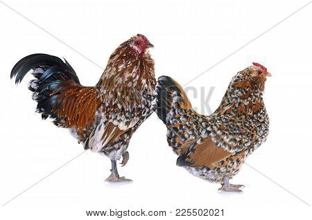 Barbu D'anvers Chicken And Rooster
