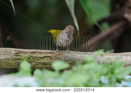Mountain Bulbul ( Ixos Mcclellandii ) In Nature