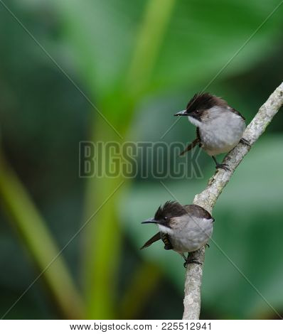 Ashy Bulbul Perching On The Branch